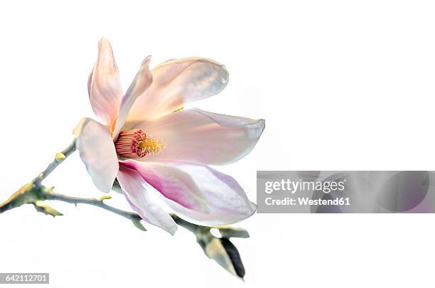 magnolia blossom in front of white background - magnólia imagens e fotografias de stock