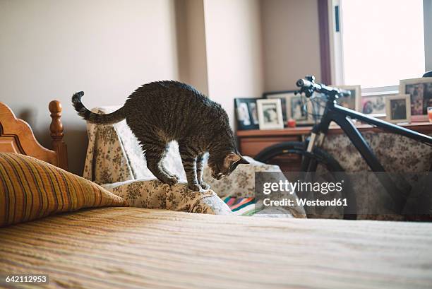 tabby cat standing on armrest of a chair looking down - domestic cat standing stock pictures, royalty-free photos & images