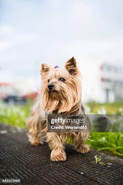portrait of yorkshire terrier - yorkshire terrier imagens e fotografias de stock