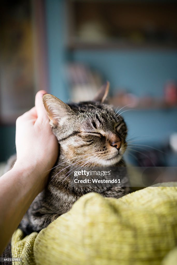 Man's hand stroking tabby cat lying on backrest of the couch