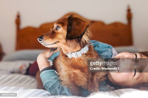 smiling little boy lying on bed with long-haired dachshund - boy with dog stock-fotos und bilder