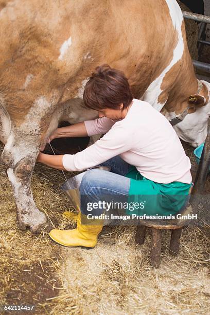 cow being milked - man milking woman stock-fotos und bilder