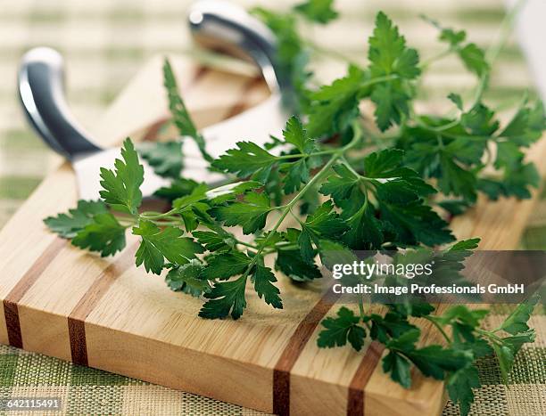 flat-leaved parsley - wiegemesser stock-fotos und bilder