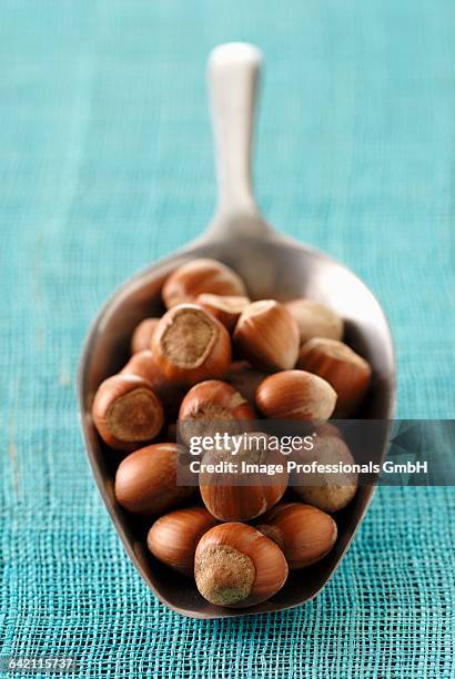 scoopful of hazelnuts - meter stick stock pictures, royalty-free photos & images