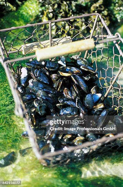 Mussell Rake Harvesting Mussels Photos and Premium High Res Pictures - Getty Images
