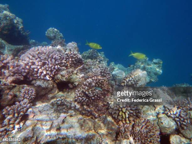 couple of yellow surgeon rabbitfish on maldivian house reef - rabbitfish stock pictures, royalty-free photos & images