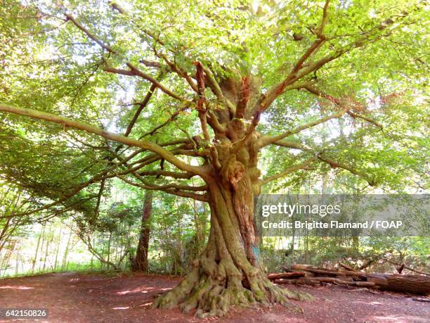 733 Big Branch Wilderness Stock Photos, HighRes Pictures, and Images