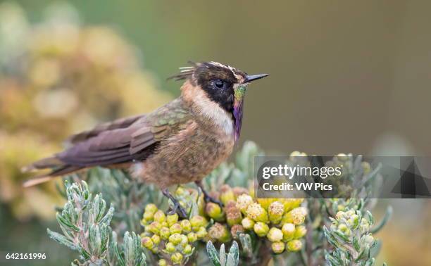 Buffy Helmetcrest male, Nevado del Ruiz, Manizales, Caldas.