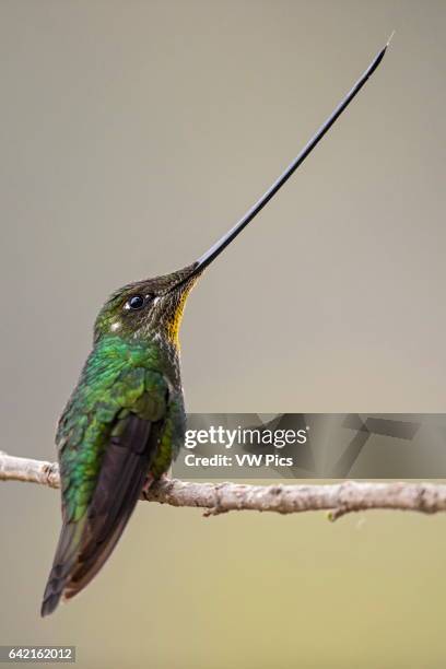 Sword-billed Hummingbird , Nevado del Ruiz, Manizales, Caldas.
