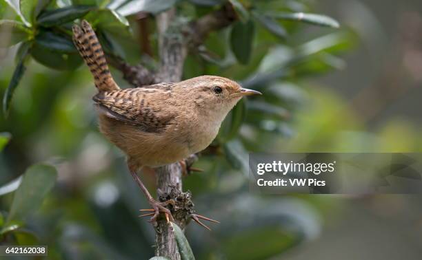 Sedge Wren , PNN Los Nevados.