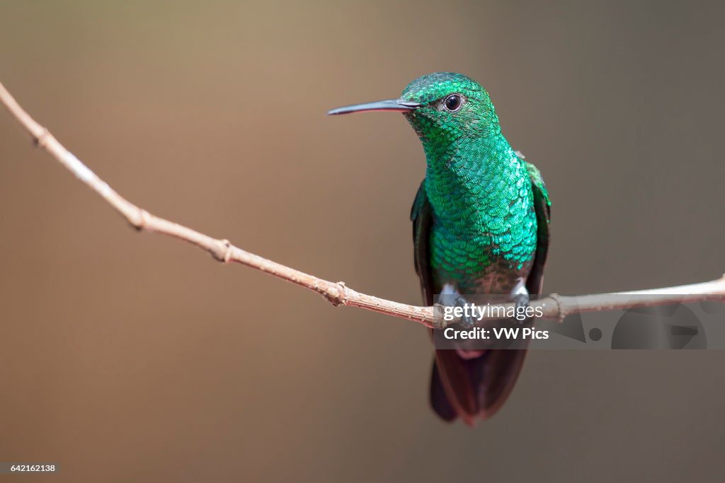 Steely-vented Hummingbird