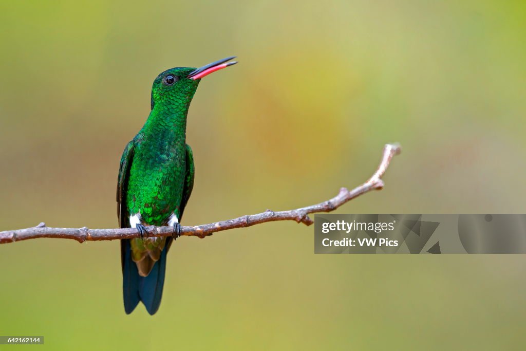 Steely-vented Hummingbird
