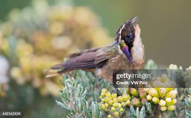 Buffy Helmetcrest male, Nevado del Ruiz, Manizales, Caldas.