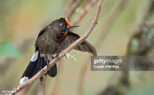 Rainbow-bearded Thornbill . Nevado del Ruiz, Manizales, Colombia.