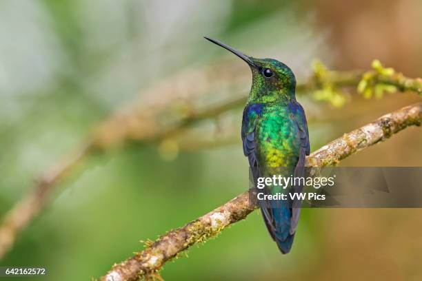 Green-crowned Woodnymph , Mashpi, Pichincha, Ecuador.