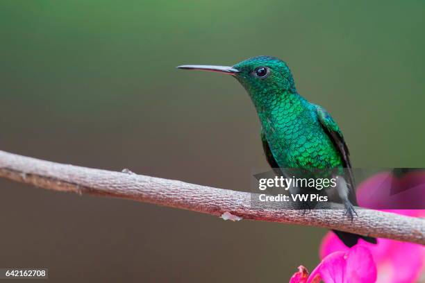 Steely-vented Hummingbird , Cali, Valle del Cauca.