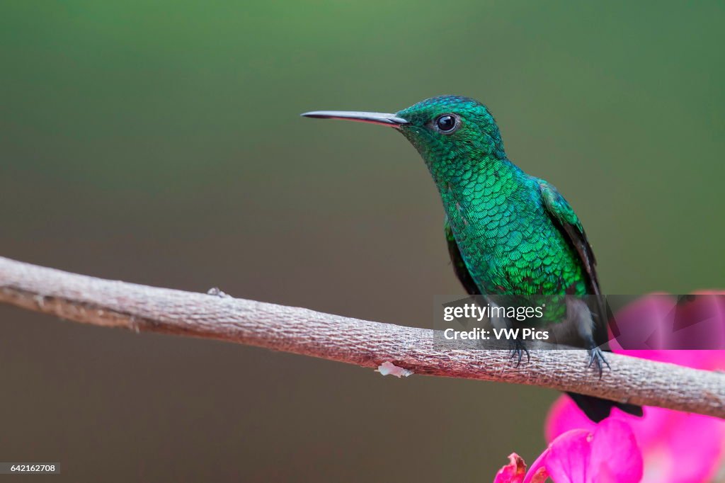 Steely-vented Hummingbird