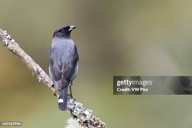 Red Ruffed Cotinga Cotinga Photos and Premium High Res Pictures - Getty Images