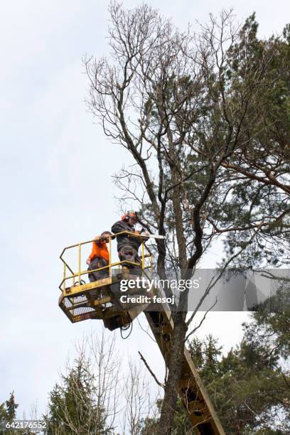 zwei holzfäller schneiden einen baum auf der plattform - hebebühne stock-fotos und bilder