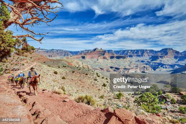 grand canyon national park, arizona, usa - grand canyon village stock pictures, royalty-free photos & images