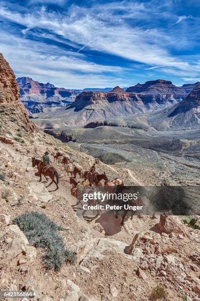 grand canyon national park, arizona, usa - grand canyon village stock pictures, royalty-free photos & images