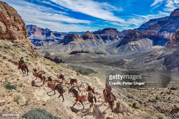grand canyon national park, arizona, usa - mules stockfoto's en -beelden