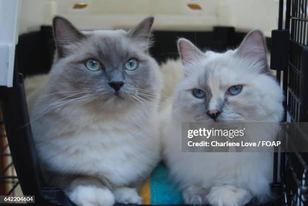 Two Ragdolls Two Ragdoll Cats Photos and Premium High Res Pictures - Getty Images