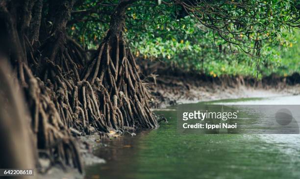 mangrove roots in jungle, iriomote national park, japan - mangroves stock pictures, royalty-free photos & images