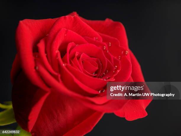 Deepest Red Roses 172 Deep Red Roses Stock Photos, High-Res Pictures, and Images - Getty ...