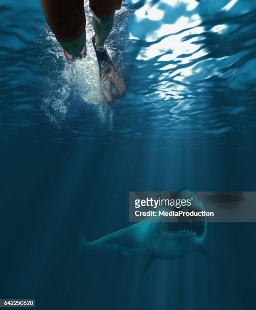 サメの襲撃  - ダイビング用のフィン ストックフォトと画像