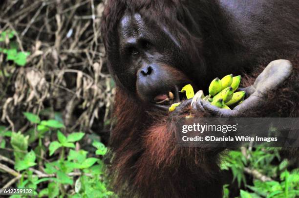 mature orangutan in the wild, borneo, malaysia - ape eating banana stock pictures, royalty-free photos & images