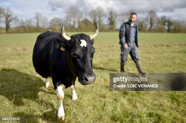 French farmer Cedric Briand walks with his French Pie Noir dairy cow, Fine, which is the brand ambassador of the 54th edition of the Salon de...