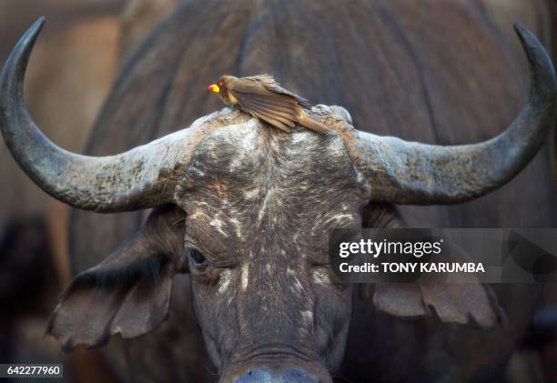 Red-billed oxpecker rests on the head of a female bufallo at a water hole at the Tsavo West National Park, near Voi, around 350 kilometres southeast...