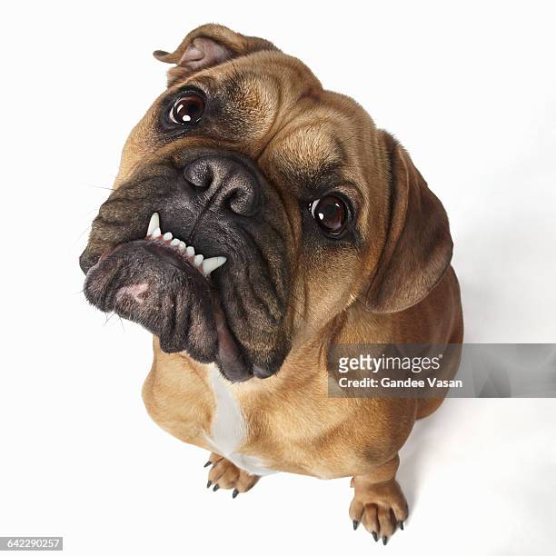 bulldog looking up - animal teeth fotografías e imágenes de stock