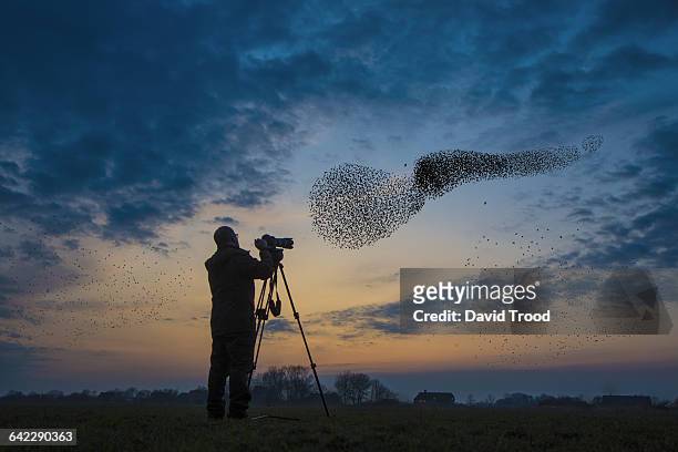 flock of migrating starlings get attacked by hawk. - photographer stock-fotos und bilder