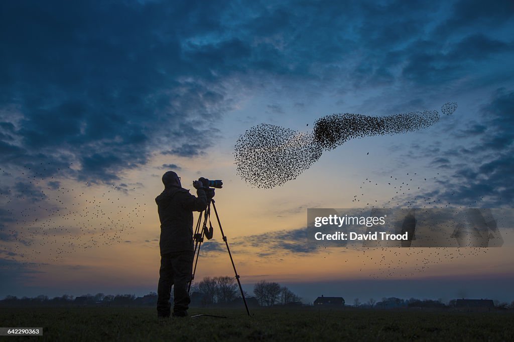 Flock of migrating starlings get attacked by hawk.