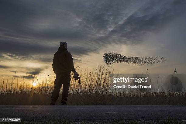 bird watching - surveillance system stock pictures, royalty-free photos & images