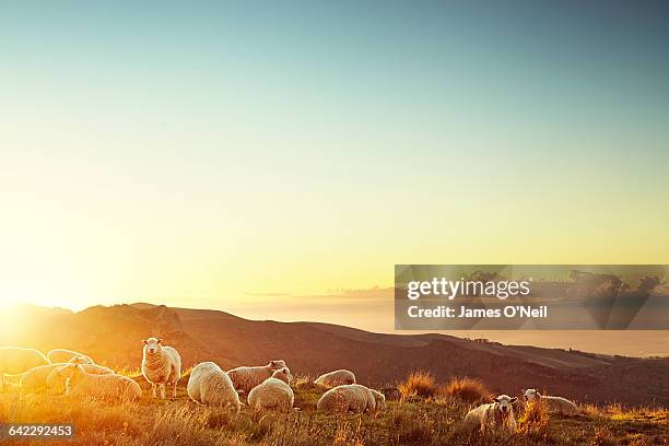 sheep in a field at sunset - new zealand rural stock pictures, royalty-free photos & images