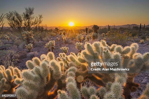 sonoran desert sunset - sonoran desert stockfoto's en -beelden