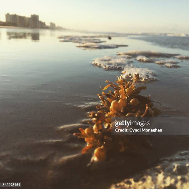 beach with seaweed - world oceans day stock pictures, royalty-free photos & images