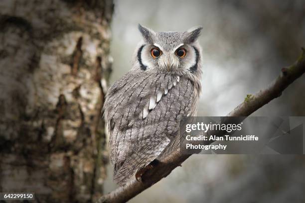 scops owl - bird of prey stock pictures, royalty-free photos & images