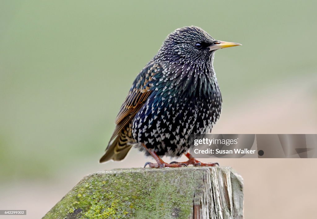 Winter Starling