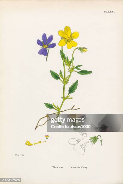 mountain pansy, viola latea, victorian botanical illustration, 1863 - pansy stock illustrations