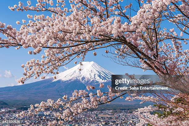 fuji and cherry blossom - cerezo fotografías e imágenes de stock