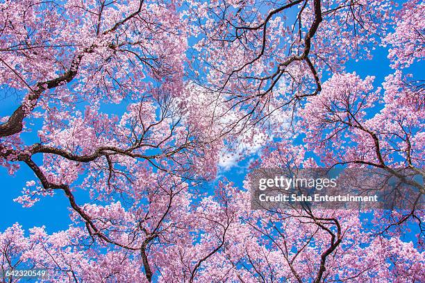 cherry blossom and blue sky - cerezos en flor fotografías e imágenes de stock
