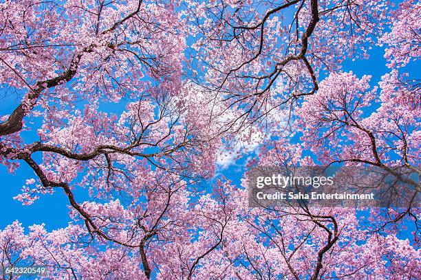 cherry blossom and blue sky - cherry tree stock pictures, royalty-free photos & images