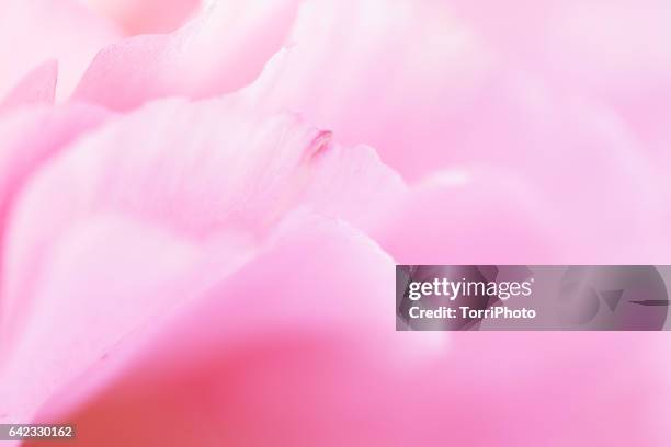 macro shot of delicate pink petals - lisianthus stock pictures, royalty-free photos & images