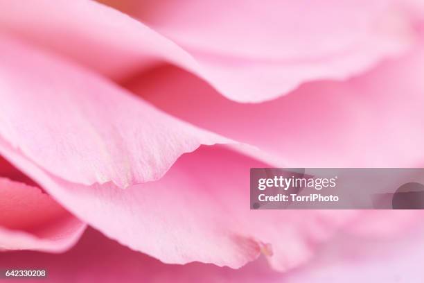 tender pink petals close up - rose flower background stock pictures, royalty-free photos & images