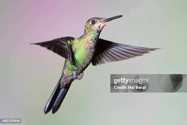 green-crowned brilliant hummingbird flying - green crowned brilliant hummingbird stock pictures, royalty-free photos & images