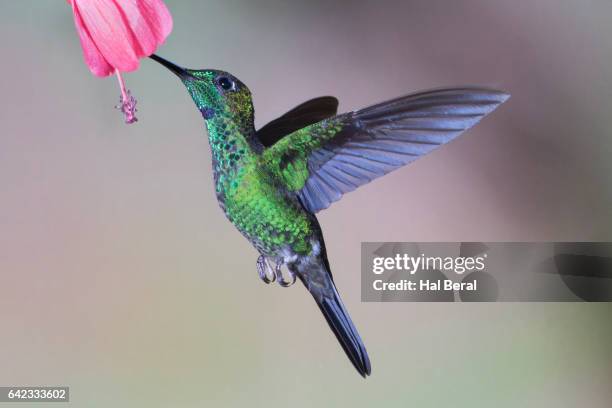 green-crowned brilliant hummingbird male feeding - green crowned brilliant hummingbird stock pictures, royalty-free photos & images